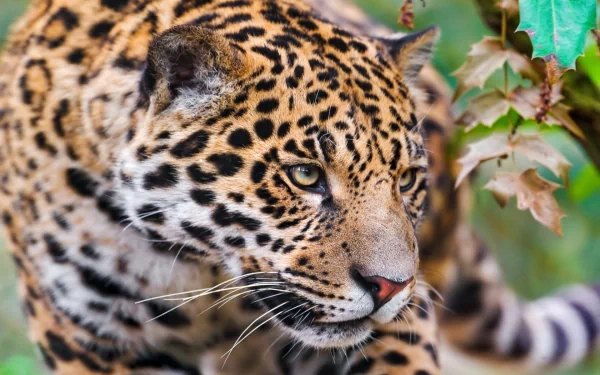 HD desktop wallpaper featuring a close-up of a jaguar with detailed fur patterns and intense eyes amid green foliage.