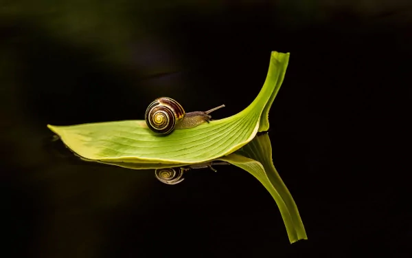 Animal snail HD Desktop Wallpaper | Background Image