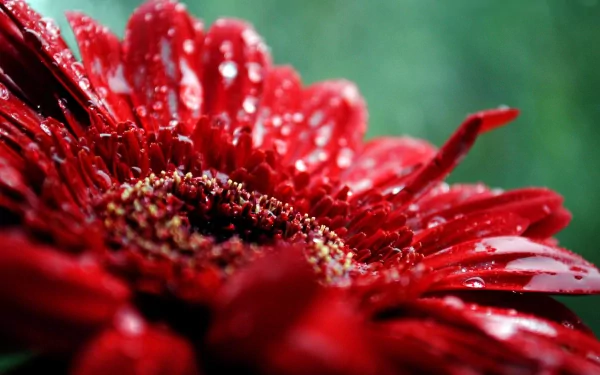 Close-up of a vibrant red gerbera flower with water droplets, set against a blurred green background, captured in HD for a nature-themed PC desktop wallpaper.