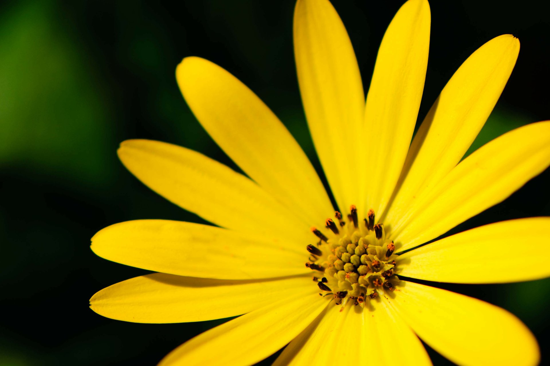 Close-up of a vibrant yellow flower against a dark green background, captured in HD quality as a nature-themed PC desktop wallpaper.