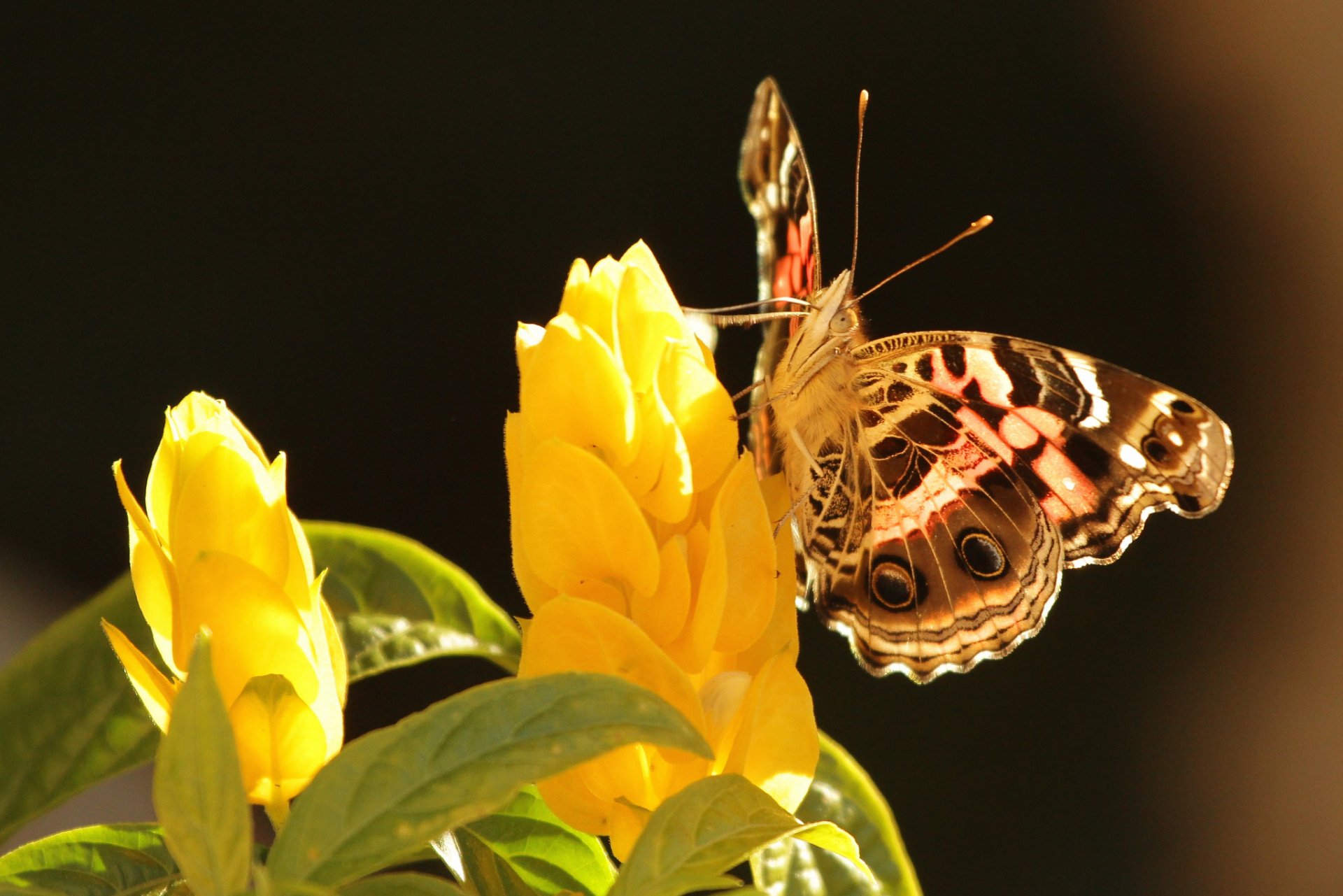 HD PC desktop wallpaper showing a close-up of a butterfly perched on vibrant yellow flowers against a dark background.
