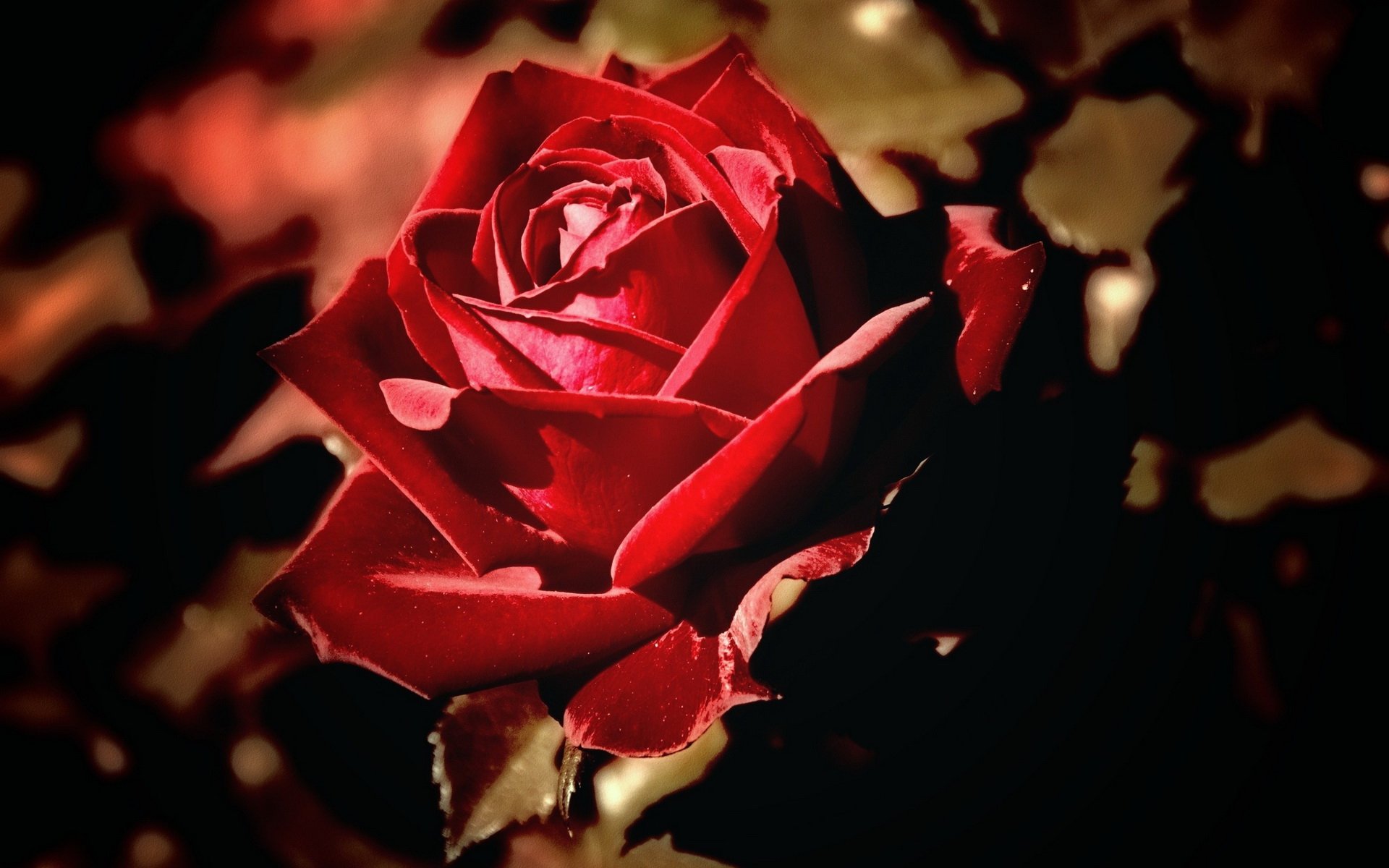 Download Nature Rose HD Wallpaper