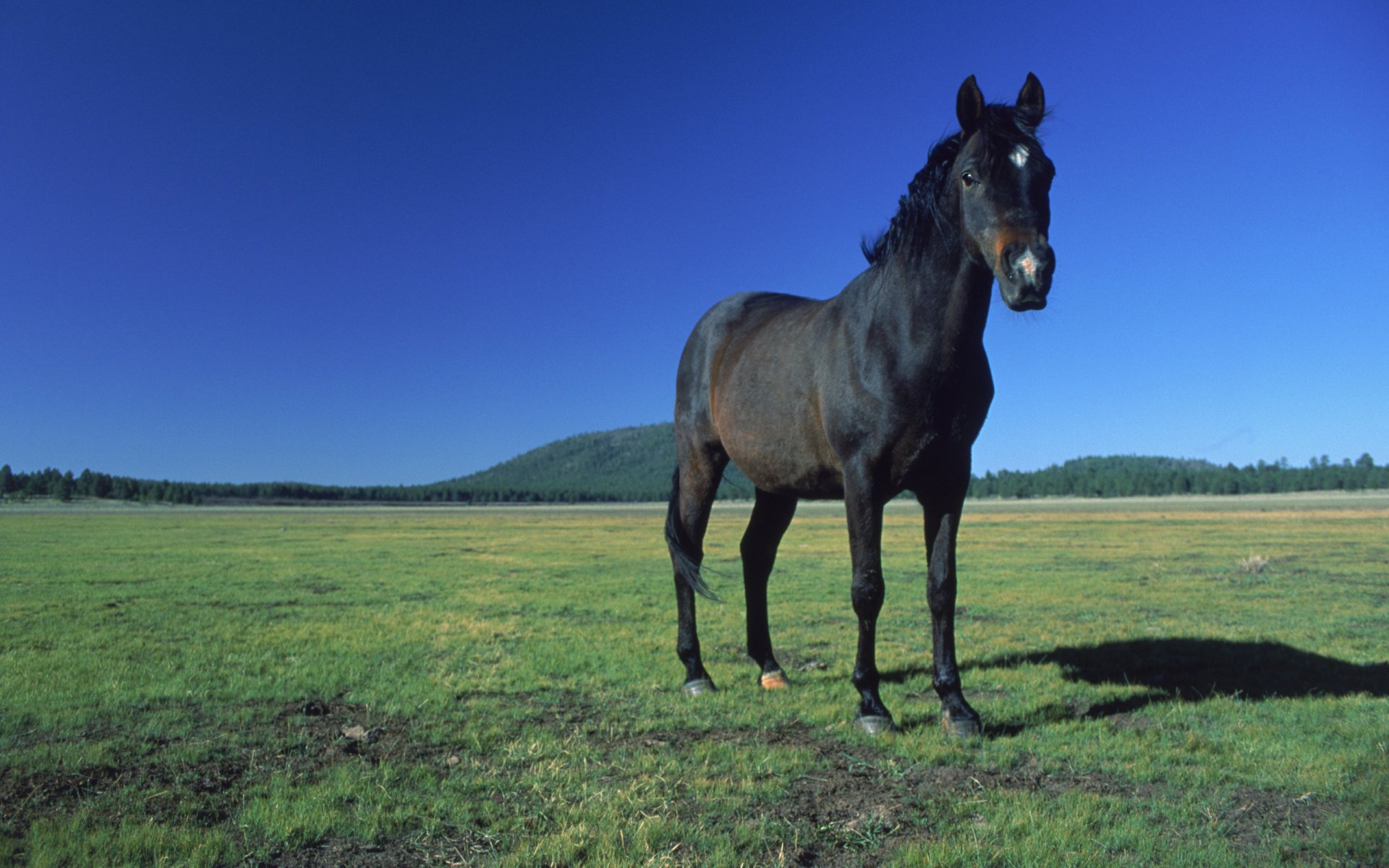A majestic black horse stands in a lush green field under a clear blue sky, captured in high definition for a striking desktop wallpaper or background.