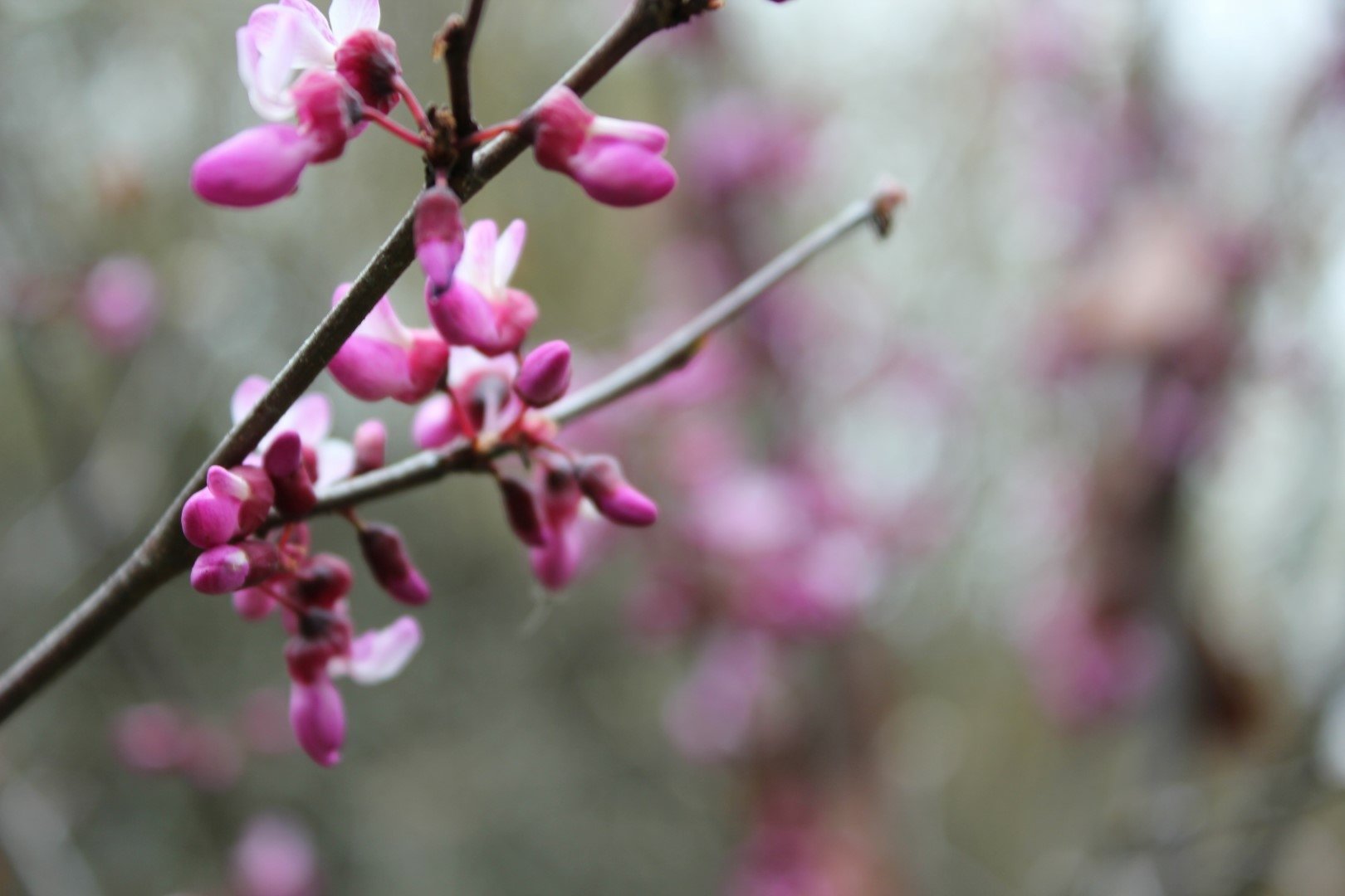 A close-up of delicate pink blossoms on a branch, set against a soft, blurred background, creates a serene nature-inspired HD desktop wallpaper.