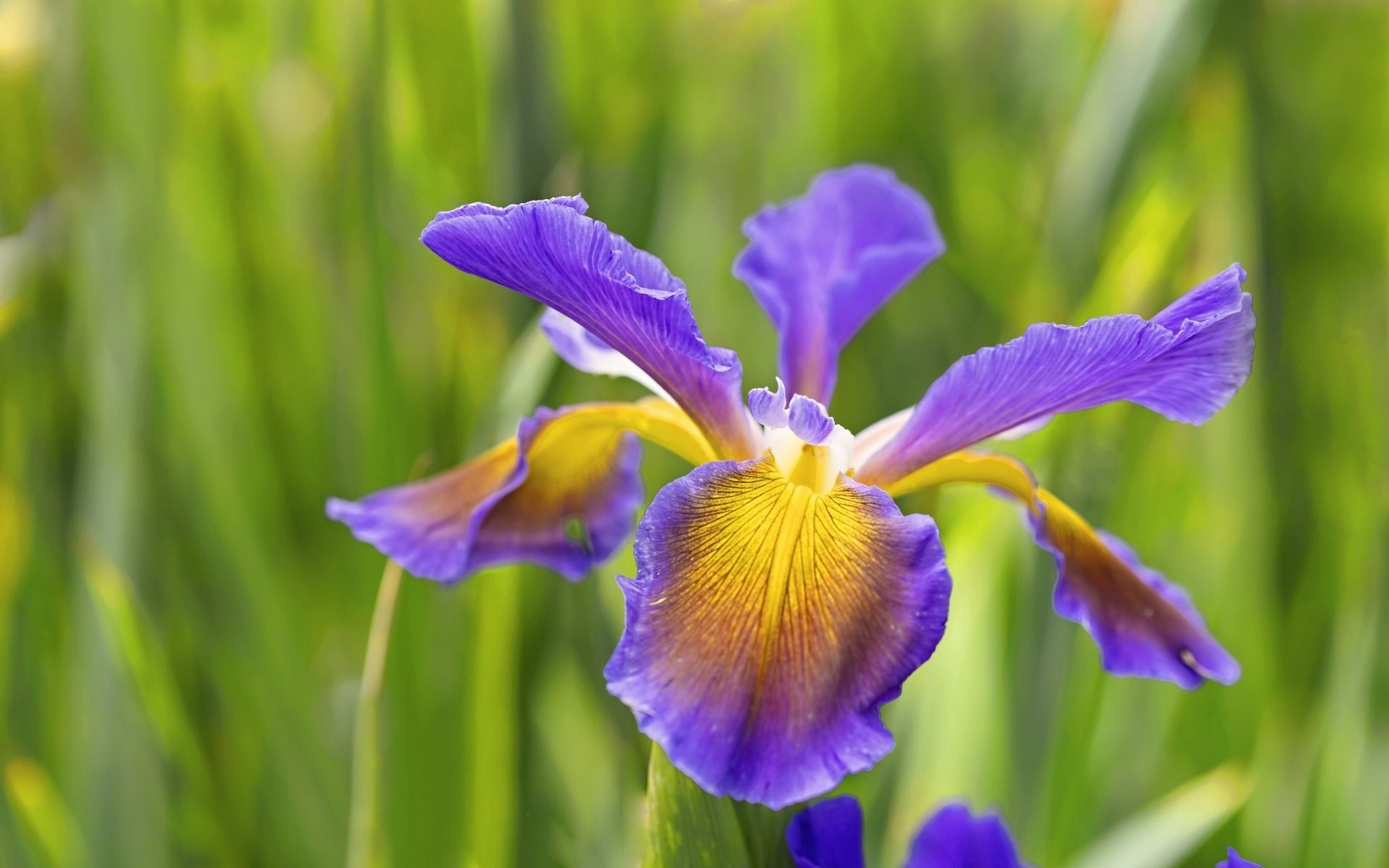 Iris HD Wallpaper