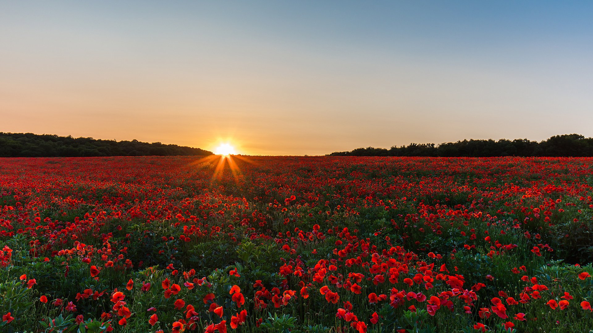 HD PC desktop wallpaper/background of nature: sunset over a vast field of red poppy flowers stretching to the horizon.