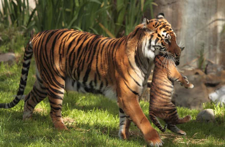HD desktop wallpaper featuring a tiger carrying its cub gently in a lush green environment.