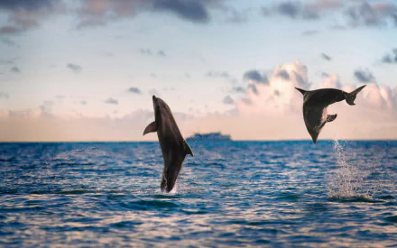 HD desktop wallpaper of two dolphins leaping gracefully above ocean waters at sunset, with a distant ship on the horizon.