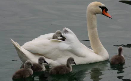 HD desktop wallpaper featuring a mute swan gliding on calm water with five cygnets, one nestled on its back, showcasing natural animal beauty.