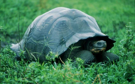 Animal tortoise HD Desktop Wallpaper | Background Image