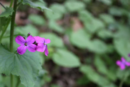 HD wallpaper of a vivid purple flower against a soft-focused green leafy background.