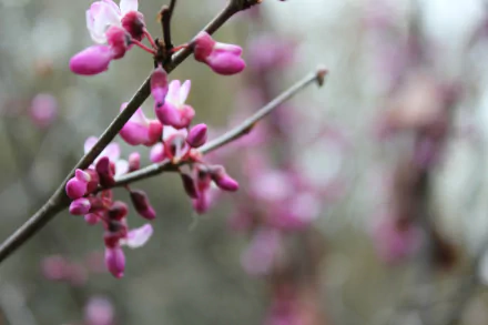 A close-up of delicate pink blossoms on a branch, set against a soft, blurred background, creates a serene nature-inspired HD desktop wallpaper.