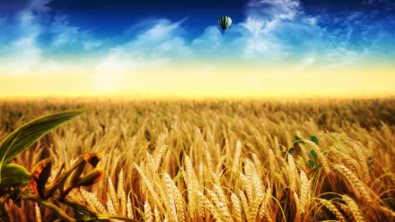 artistic cornfield HD Desktop Wallpaper | Background Image