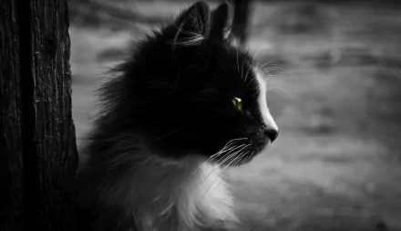 Monochrome profile of a long-haired black-and-white cat with a vivid green eye — 4K Ultra HD PC desktop wallpaper background, Animal: cat.