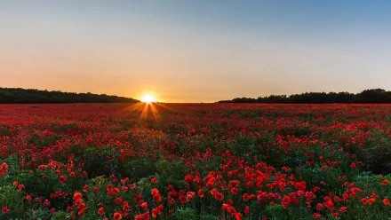 HD PC desktop wallpaper/background of nature: sunset over a vast field of red poppy flowers stretching to the horizon.