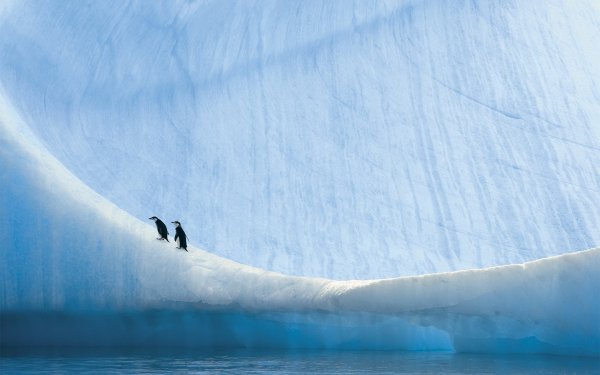Animal Penguin Birds Penguins Ice Antarctica Bird HD Wallpaper | Background Image