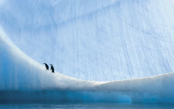 Two penguins stand on ice against a vast blue Antarctic glacier, captured in a high-definition desktop wallpaper showcasing the serene wildlife and icy landscape.