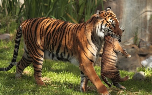Animales Tigre Gatos Big Cat predator Cub Baby Animal Wildlife Fondo de pantalla HD | Fondo de Escritorio