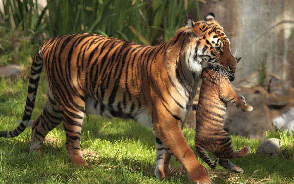 HD desktop wallpaper featuring a tiger carrying its cub gently in a lush green environment.