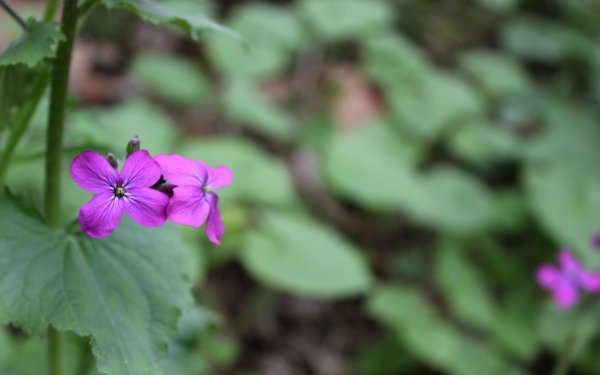 Nature Flower Flowers HD Wallpaper | Background Image