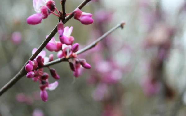 A close-up of delicate pink blossoms on a branch, set against a soft, blurred background, creates a serene nature-inspired HD desktop wallpaper.