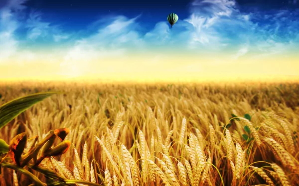 artistic cornfield HD Desktop Wallpaper | Background Image