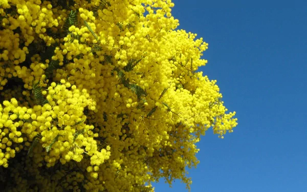 Vibrant golden wattle flowers in full bloom against a clear blue sky, captured as an HD PC desktop wallpaper showcasing nature's beauty.
