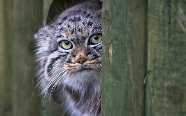 Animal pallas's cat HD Desktop Wallpaper | Background Image