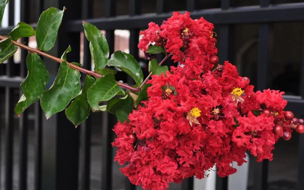 crepe myrtle nature flower HD Desktop Wallpaper | Background Image