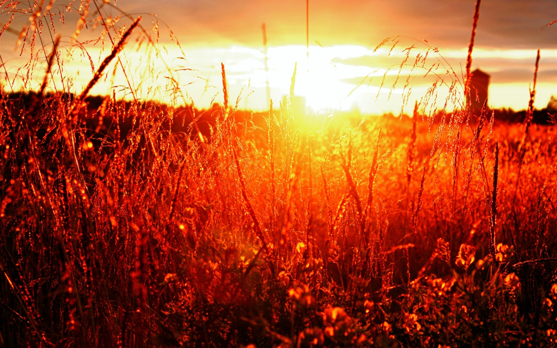 Красивые фото на закате на поле
