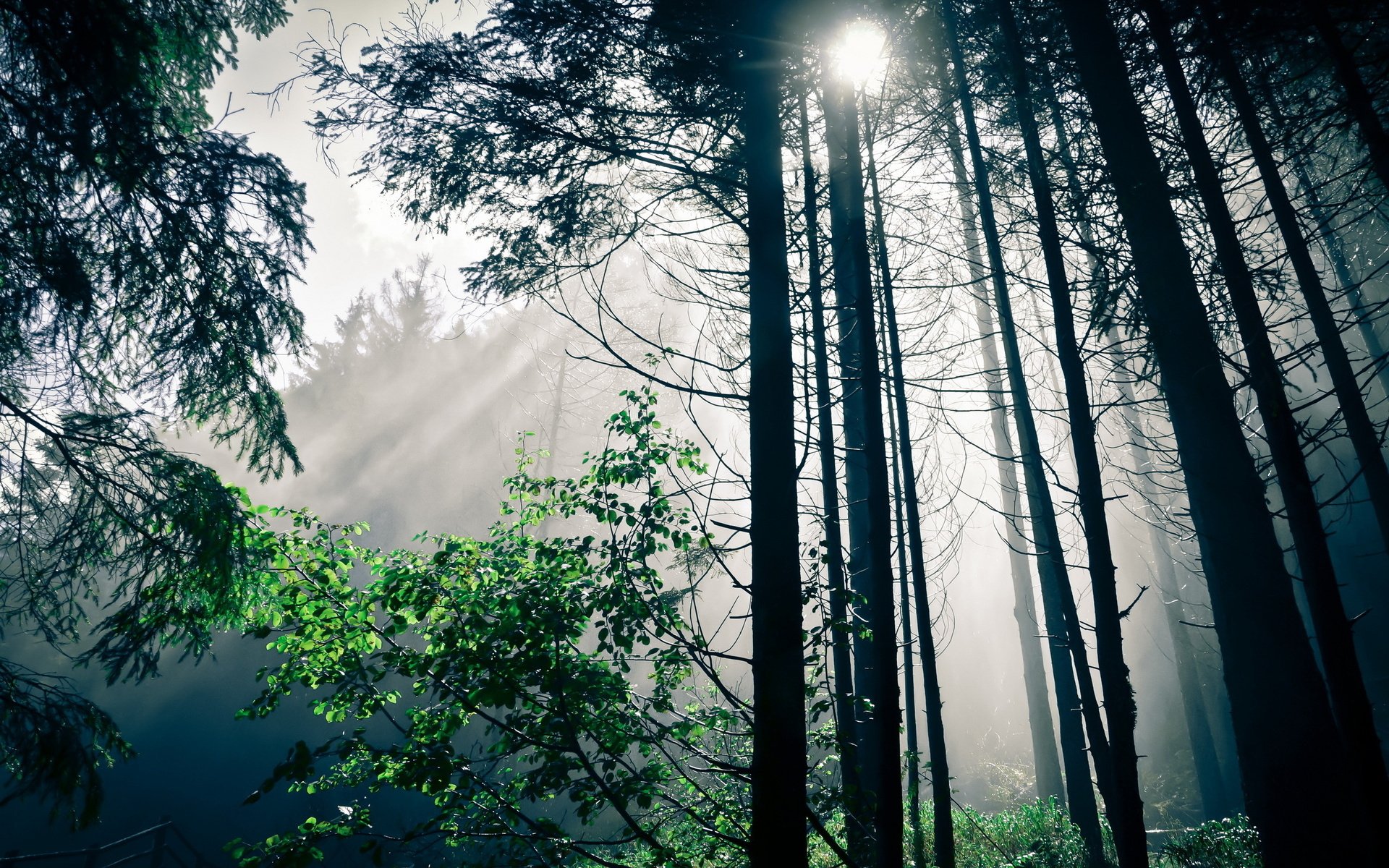 Download Nature Forest HD Wallpaper | 1920x1200 | Wallpaper Abyss