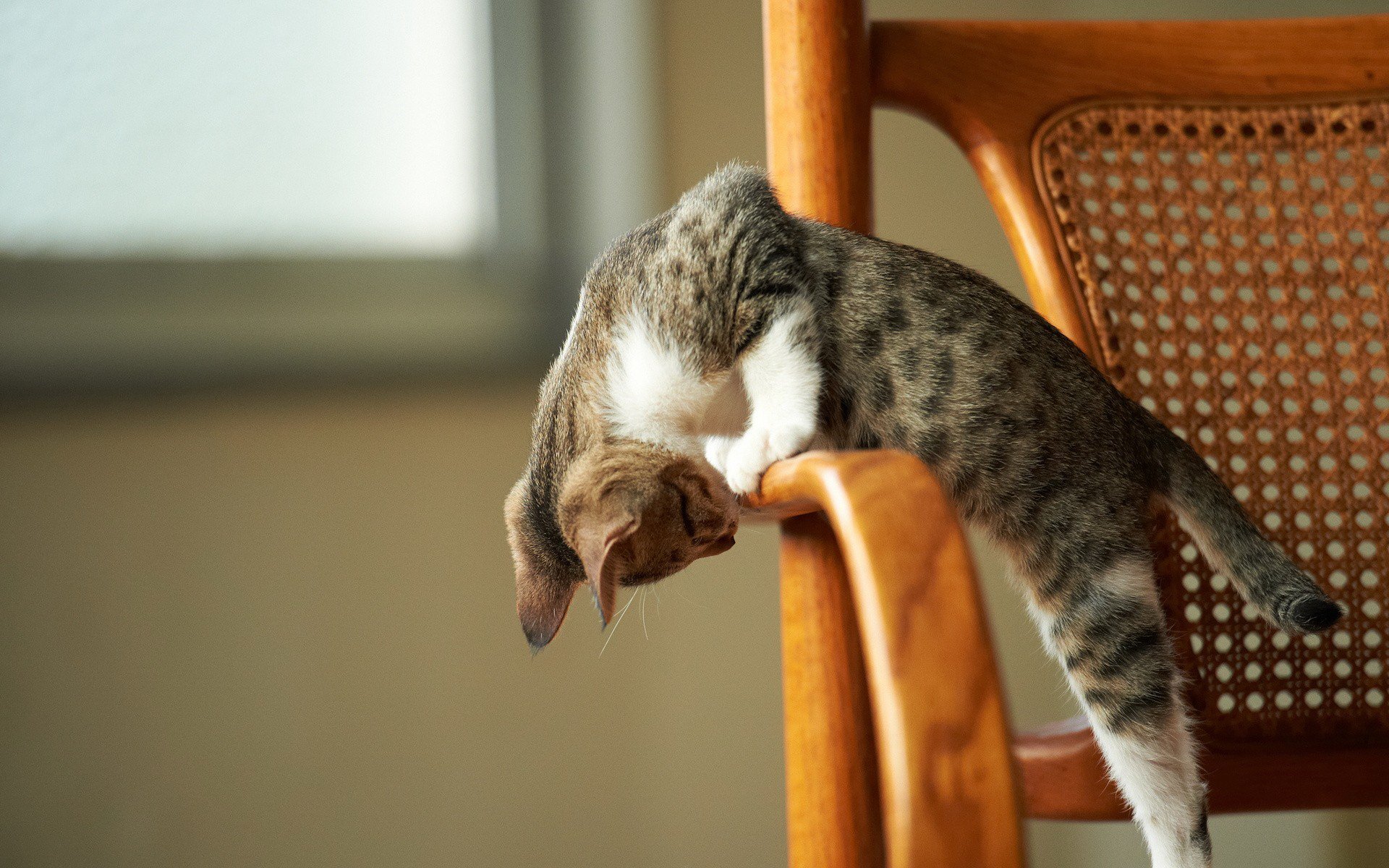 A playful cat leans over the edge of a wooden chair, capturing a moment of curiosity and charm. This HD desktop wallpaper adds a touch of joy to any background.