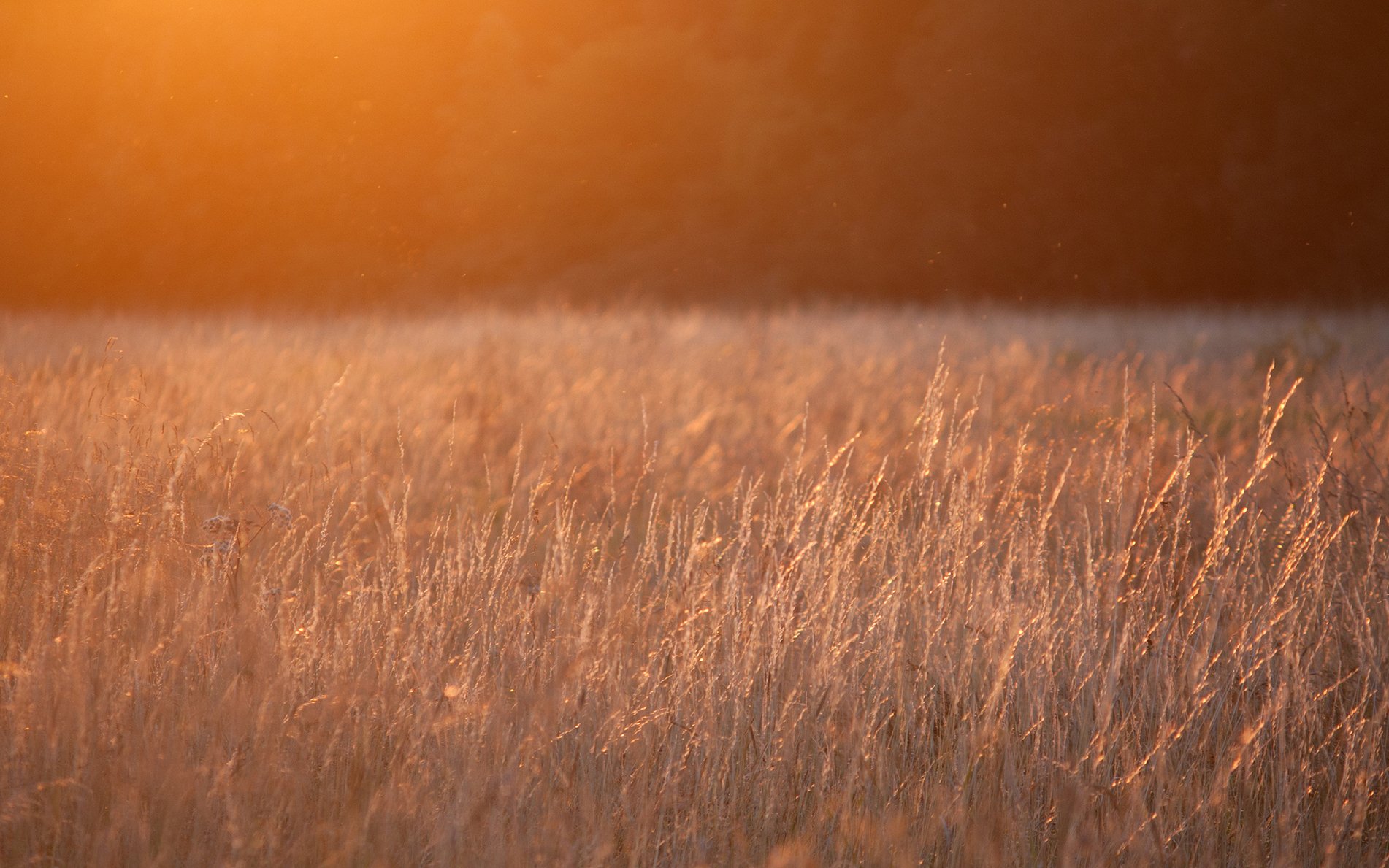 Download Nature Field Wallpaper