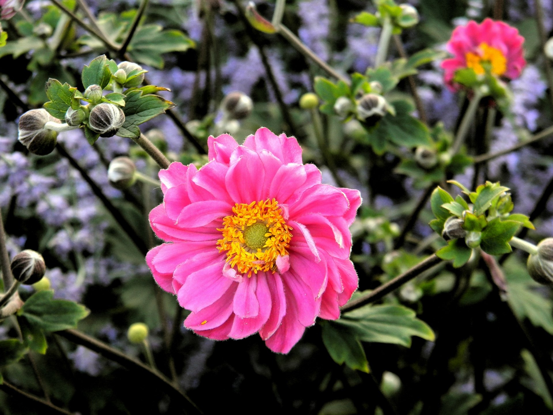 Pink Flowers & Buds by dovah