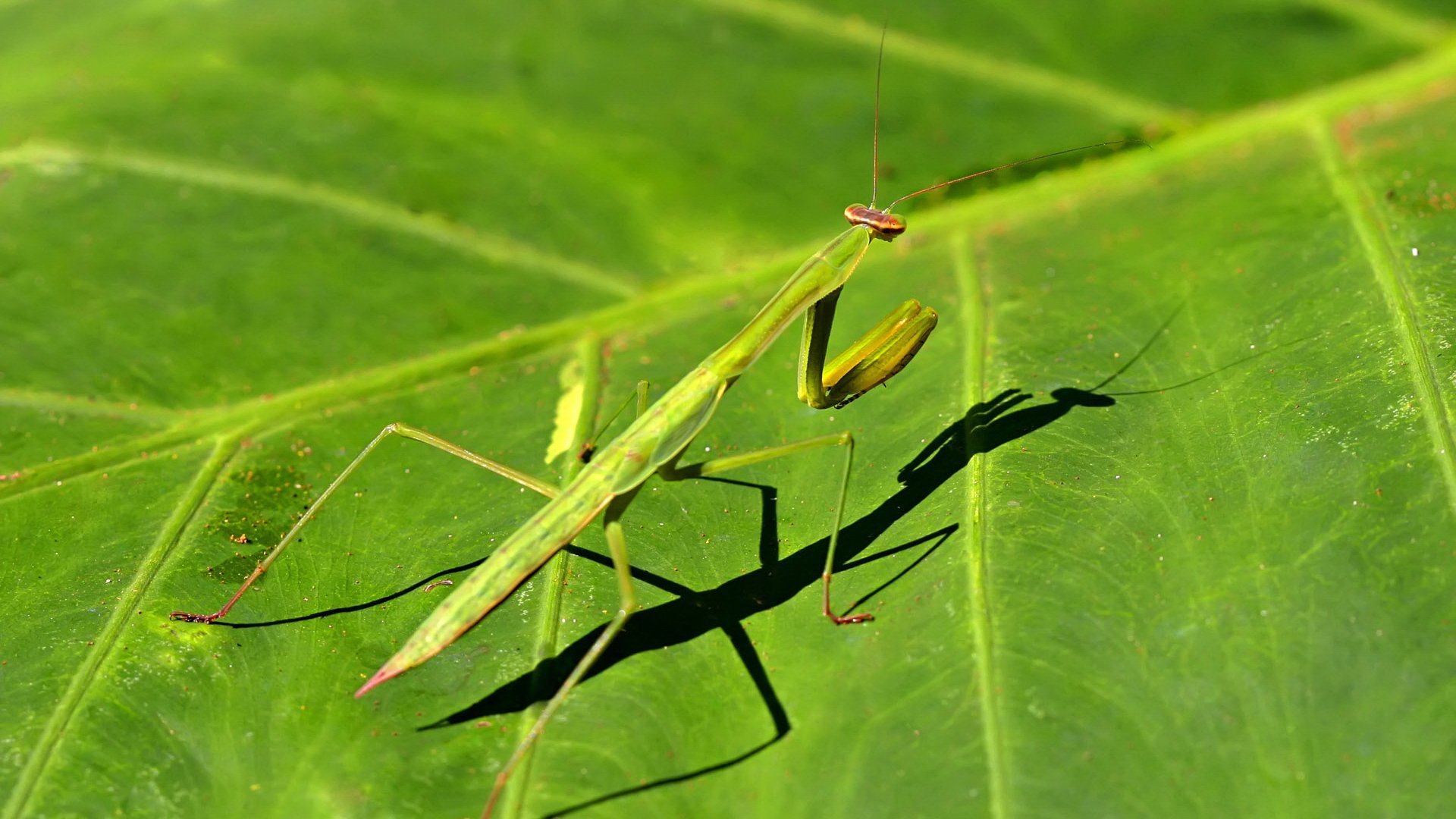 Download Animal Praying Mantis HD Wallpaper