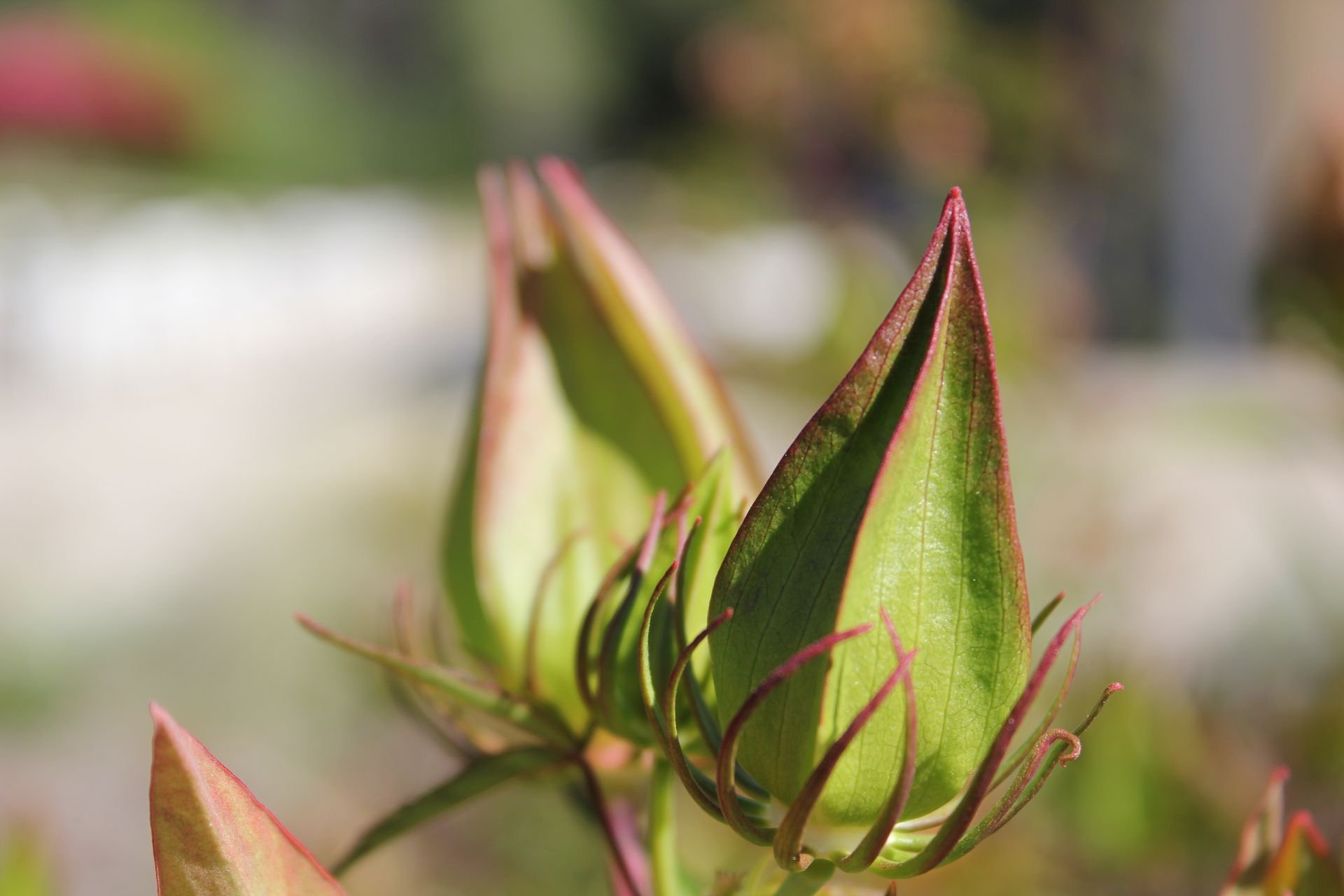 HD desktop wallpaper featuring a close-up of green flower buds with a soft-focused background.