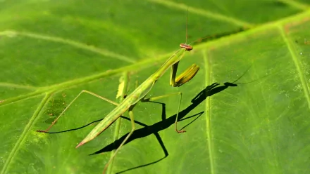 Animal praying mantis HD Desktop Wallpaper | Background Image