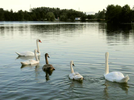  Swans family