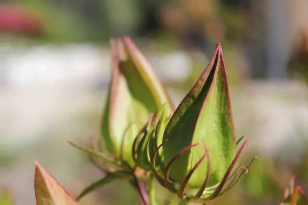 HD desktop wallpaper featuring a close-up of green flower buds with a soft-focused background.