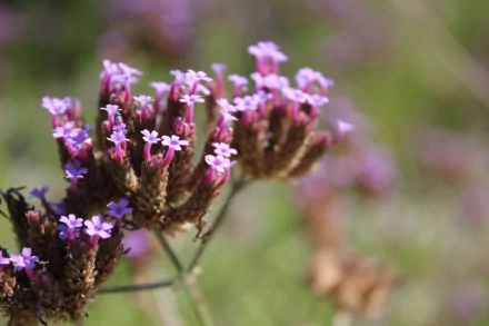 HD desktop wallpaper featuring close-up of purple flowers with a soft-focus background.
