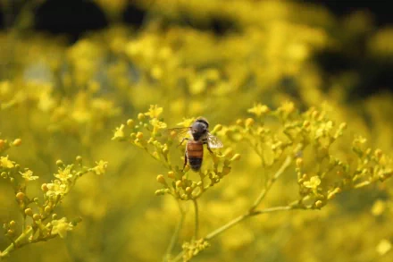HD wallpaper of a bee on yellow flowers, providing a vibrant, natural background setting.