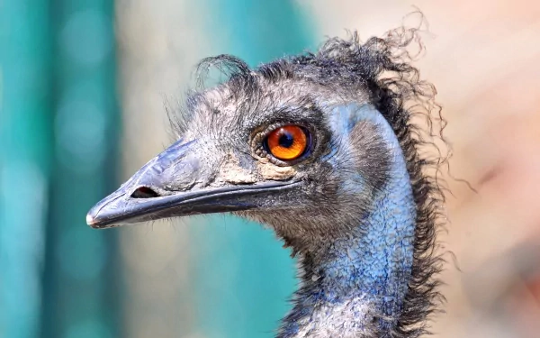 Close-up HD desktop wallpaper of an emu's head, showcasing its bright orange eye and textured feathers against a softly blurred natural background.