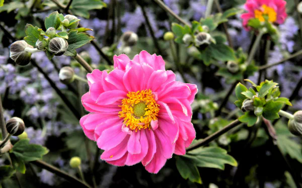  Pink Flowers & Buds