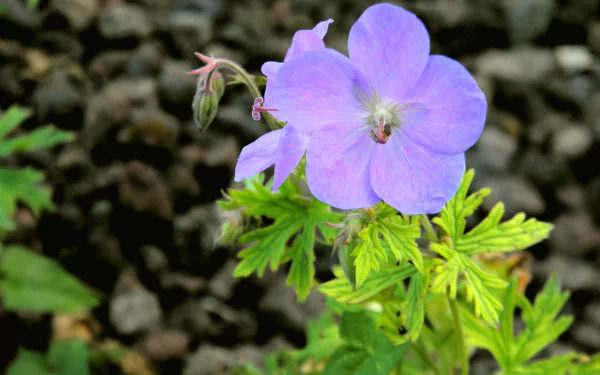  Violet Pansée