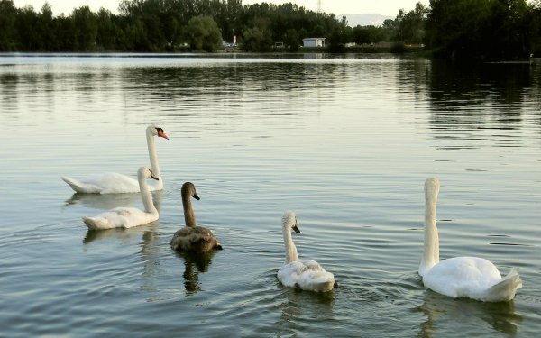 Animal Swan Birds Swans Lake HD Wallpaper | Background Image