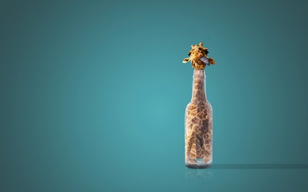 Humor Animal Funny Giraffe HD Wallpaper | Background Image