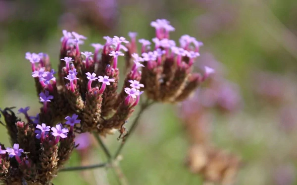 HD desktop wallpaper featuring close-up of purple flowers with a soft-focus background.