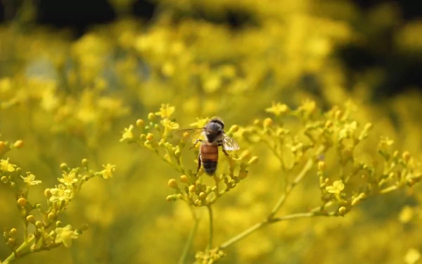 HD wallpaper of a bee on yellow flowers, providing a vibrant, natural background setting.