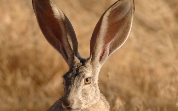 giant jack rabbit Animal hare HD Desktop Wallpaper | Background Image
