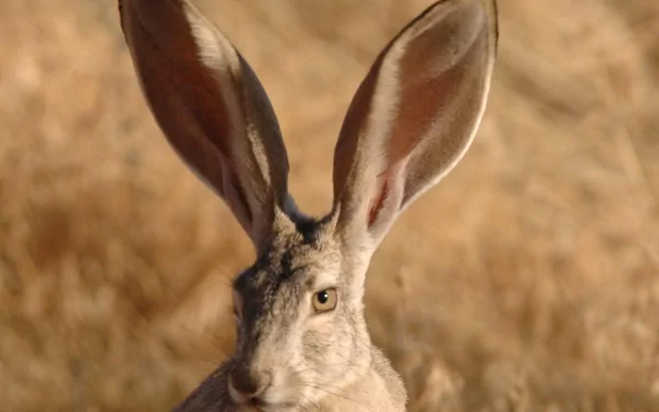  Jack Rabbit
